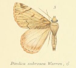 05-Dindica subrosea (Warren, 1893).JPG