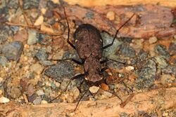 366 - One-spotted Tiger Beetle - Cylindera unipunctata, Prince William Forest Park, Triangle, Virginia.jpg