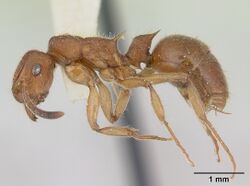 Acanthoponera minor castype06888 profile 1.jpg