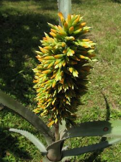 Aechmea tocantina in cultivation at the Botanical Garden of the University of Heidelberg, Germany