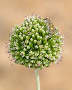 Allium dictyoprasum 1.jpg