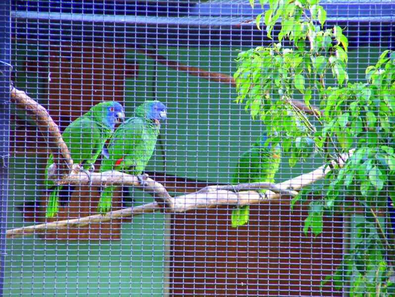 File:Amazona arausiaca -Roseau -Dominica -aviary-6a.jpg