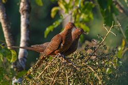 Andaman Cuckoo Dove - Shreeram M V - Mt Harriett National Park, Andaman.jpg