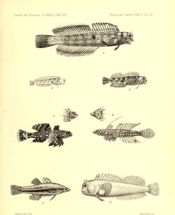 Andrew Garrett's Fische der Südsee (1876) (18007651980).jpg