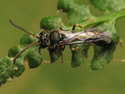 Aphid Wasp - Flickr - treegrow (2).jpg