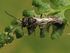 Aphid Wasp - Flickr - treegrow (2).jpg