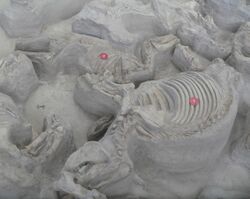 Ashfall Fossil Beds - Teleoceras and Cormohipparion.jpg