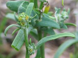 Atriplex littoralis bluete.jpeg