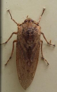 AustralianMuseum cicada specimen 12.JPG