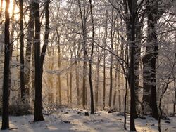 Beech forest Mátra in winter.jpg