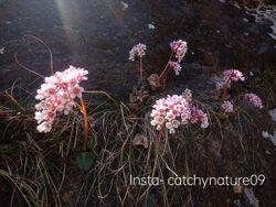 Bergenia ciliata flower.jpg