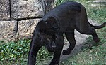 Black panther (4530714641).jpg