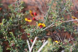 Bossiaea calcicola.jpg