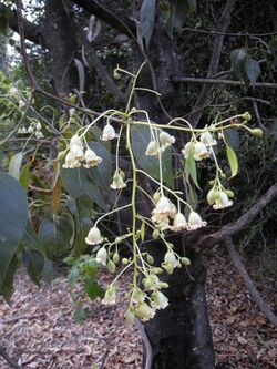 Brachychiton populnea flowers.jpg