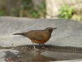 Brown-headed Thrush 6016.jpg