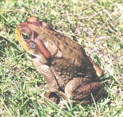 Bufo achavali01.jpg