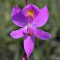 Calopogon barbatus (Bearded grasspink orchid) (6801527520).jpg