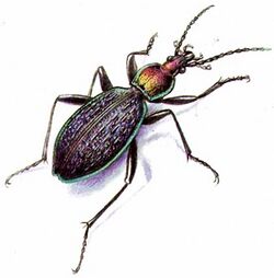 Carabus avinovi.jpg