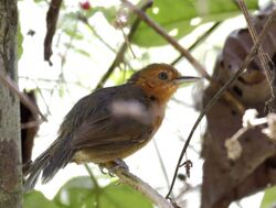 Cercomacroides fuscicauda - Riparian antbird (female).jpg