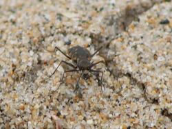 Cicindela trifasciata sigmoidea.jpg