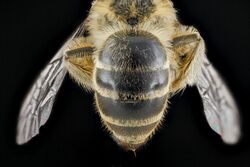 Colletes inaequalis, female, back1 2012-08-10-15.38.49 ZS PMax (7918574678).jpg