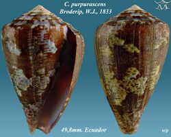 Conus purpurascens 3.jpg