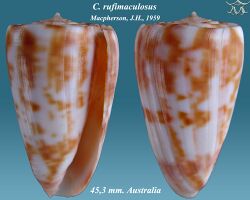 Conus rufimaculosus 1.jpg