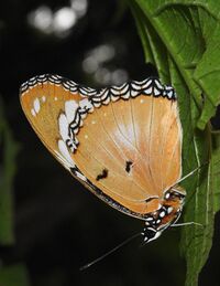 Danaid Eggfly Hypolimnas misippus Female UN by Dr. Raju KasambeDSCN2439 (2).jpg