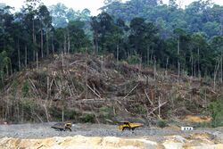 Deforestation in Borneo.jpg