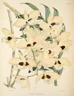 Dendrobium pulchellum (as D. dalhousieanum) - Warner, Williams - Select orch. plants 1, pl. 22 (1862-1865).jpg