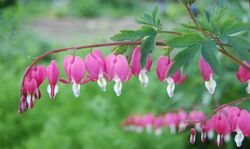 Dicentra-spectabilis.jpg