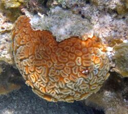 Dichocoenia stokesii (elliptical star coral) (San Salvador Island, Bahamas) 1.jpg