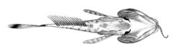 Dolloidraco longedorsalis ventral.jpg
