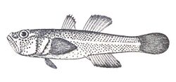 Dwarf freshwater goby, Gobiopterus stellatus (Herre, 1927) by P. Bravo.jpg