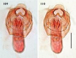 Ectoedemia spinosella male genitalia.JPG