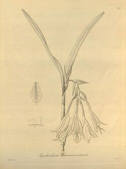 Epidendrum warszewiczii - Xenia vol 1 pl 26 (1858).jpg