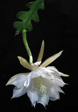 Epiphyllum anguliger1Emma Lindahl.jpg