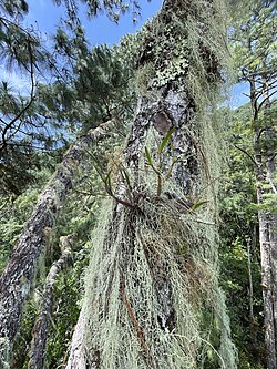 Pine branch covered in epiphytes including lichen, orchids and more.