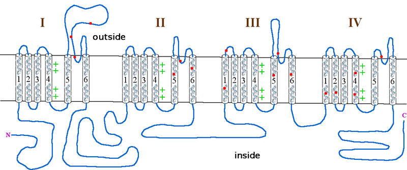 File:Episodic Ataxia Schematic Structure.png