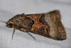 Erebid Moth (Tytroca metaxantha) (32644237945).jpg