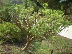 Euphorbia anachoreta 3c.JPG