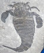 Eurypterus remipes (fossil sea scorption) Silurian; New York State.jpg