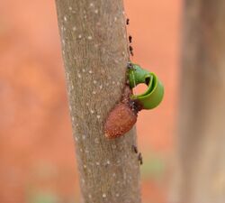 Flickr - João de Deus Medeiros - Phthirusa ovata (2).jpg