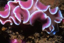 Frilled nudibranch.jpg