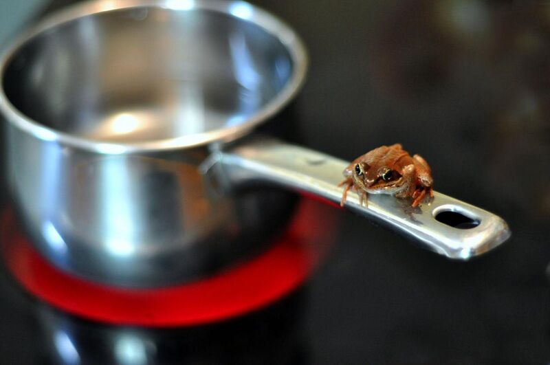 File:Frog and saucepan.jpg