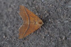 Geometer moth (Odontopera arida) (15522110142).jpg