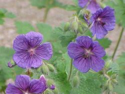 Geranium platypetalum1.jpg