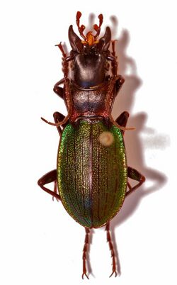 Ground Beetle (Iniopachus auriculatus) male (8554335341).jpg
