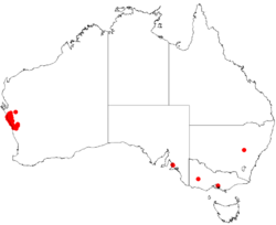 Hakea orthorrhyncha DistMap.png