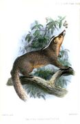 Painting of brown mustelid in a tree